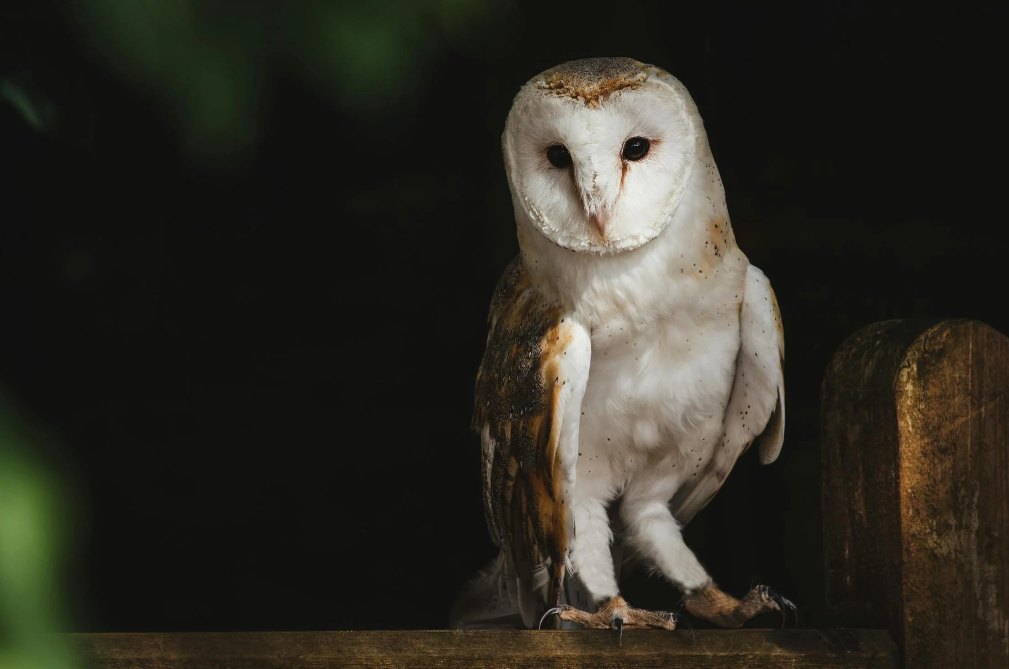 Barn Owl