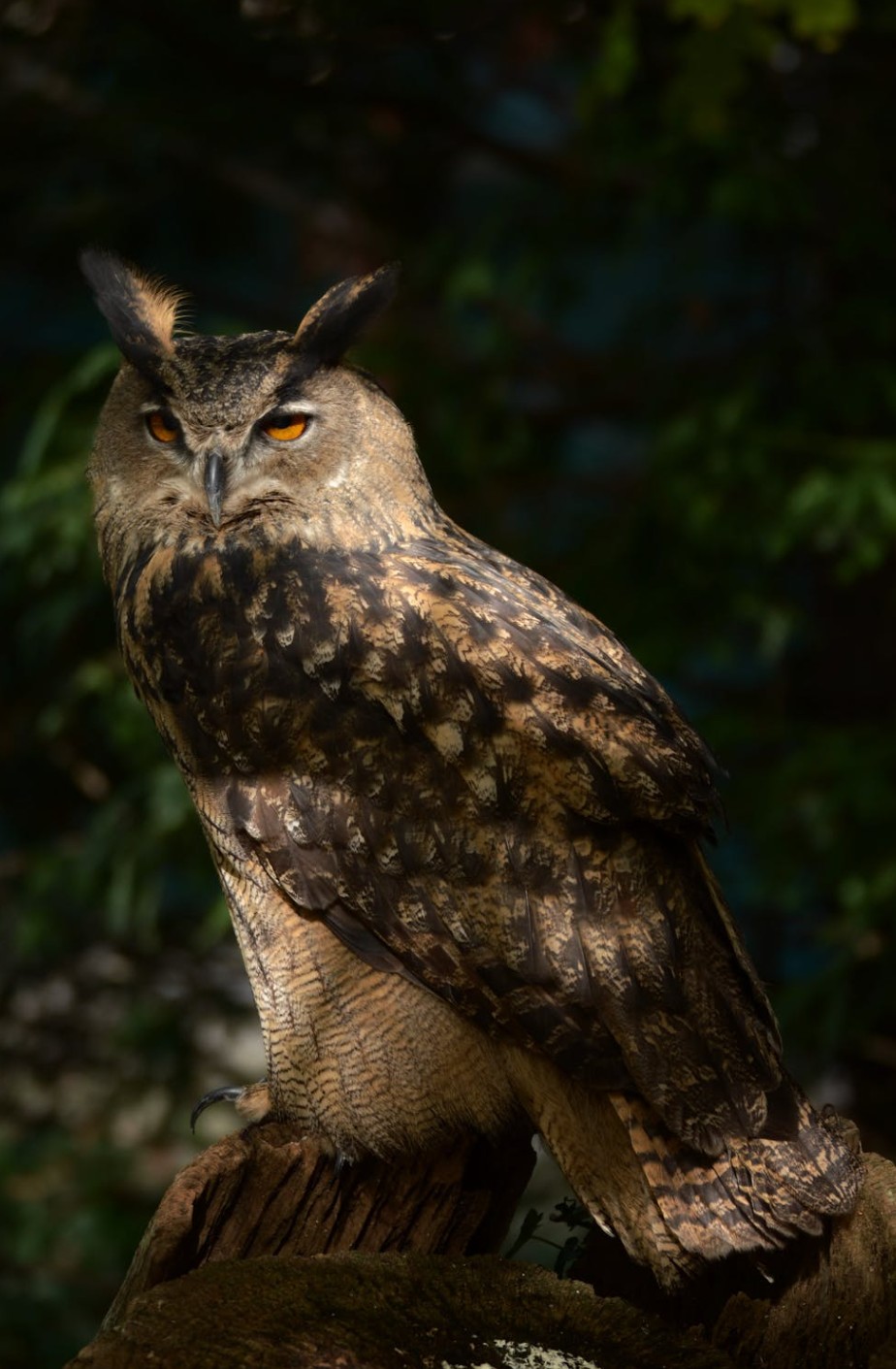 Eurasian Eagle-Owl