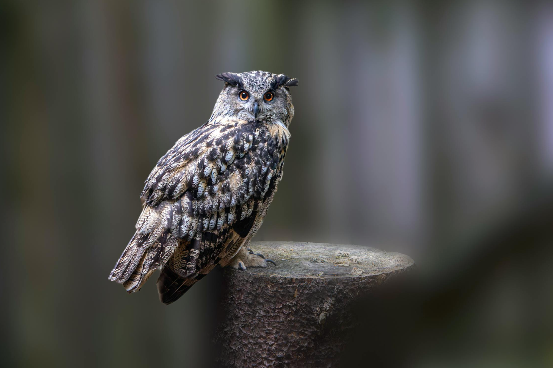 Eurasian Eagle Owl photo 1 of 5
