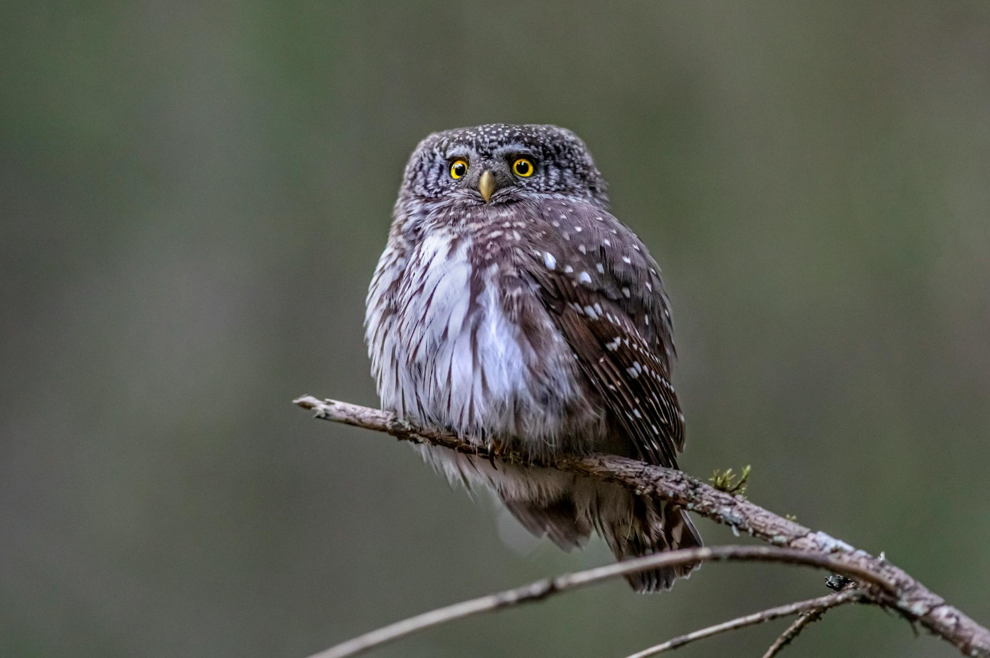 Eurasian Pygmy Owl photo 1 of 5
