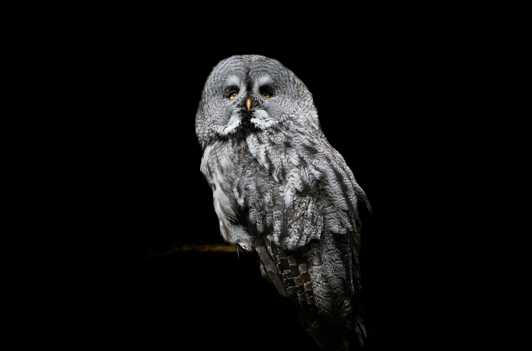 Great Grey Owl photo 1 of 5