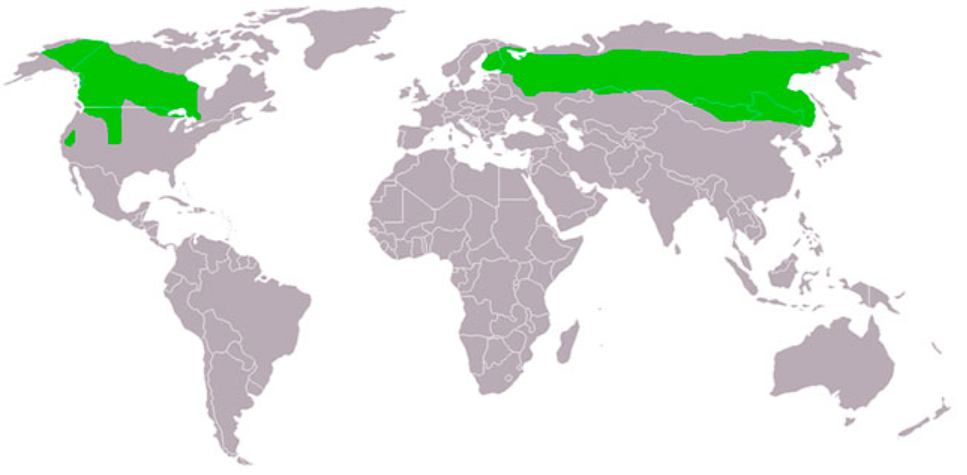 Great Grey Owl habitat map