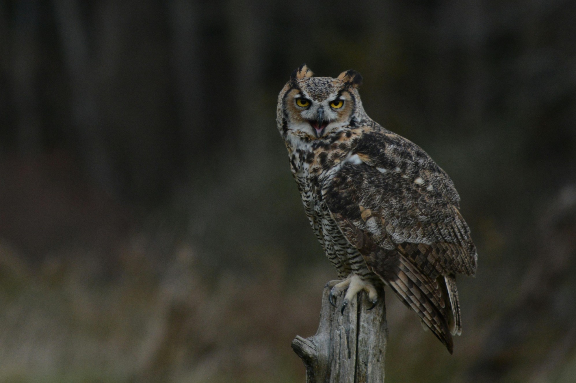 Great Horned Owl
