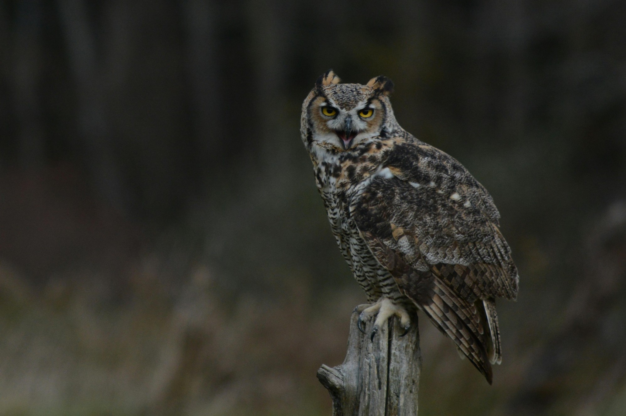 Great Horned Owl photo 1 of 5