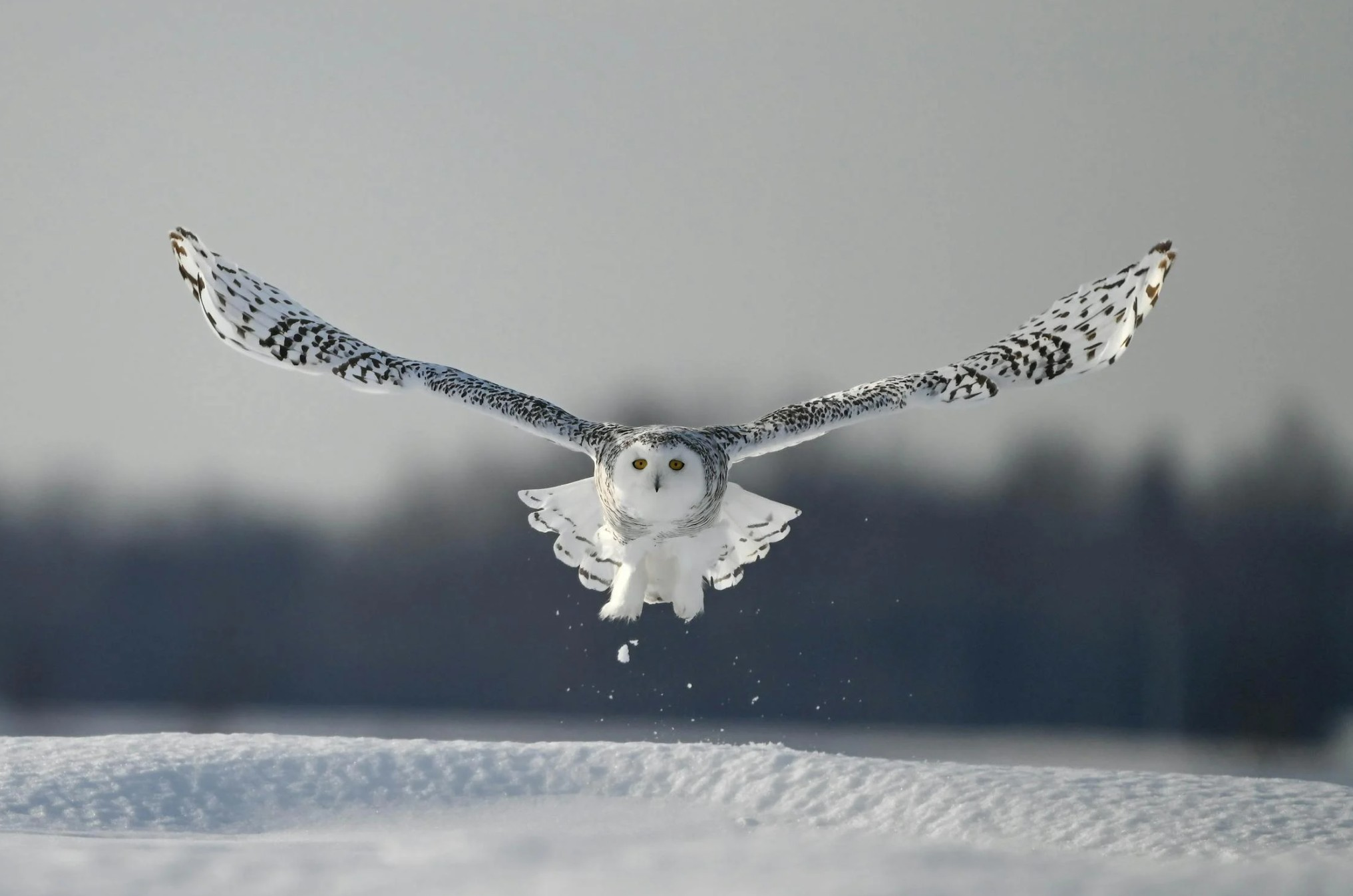 Snowy Owl photo 1 of 5
