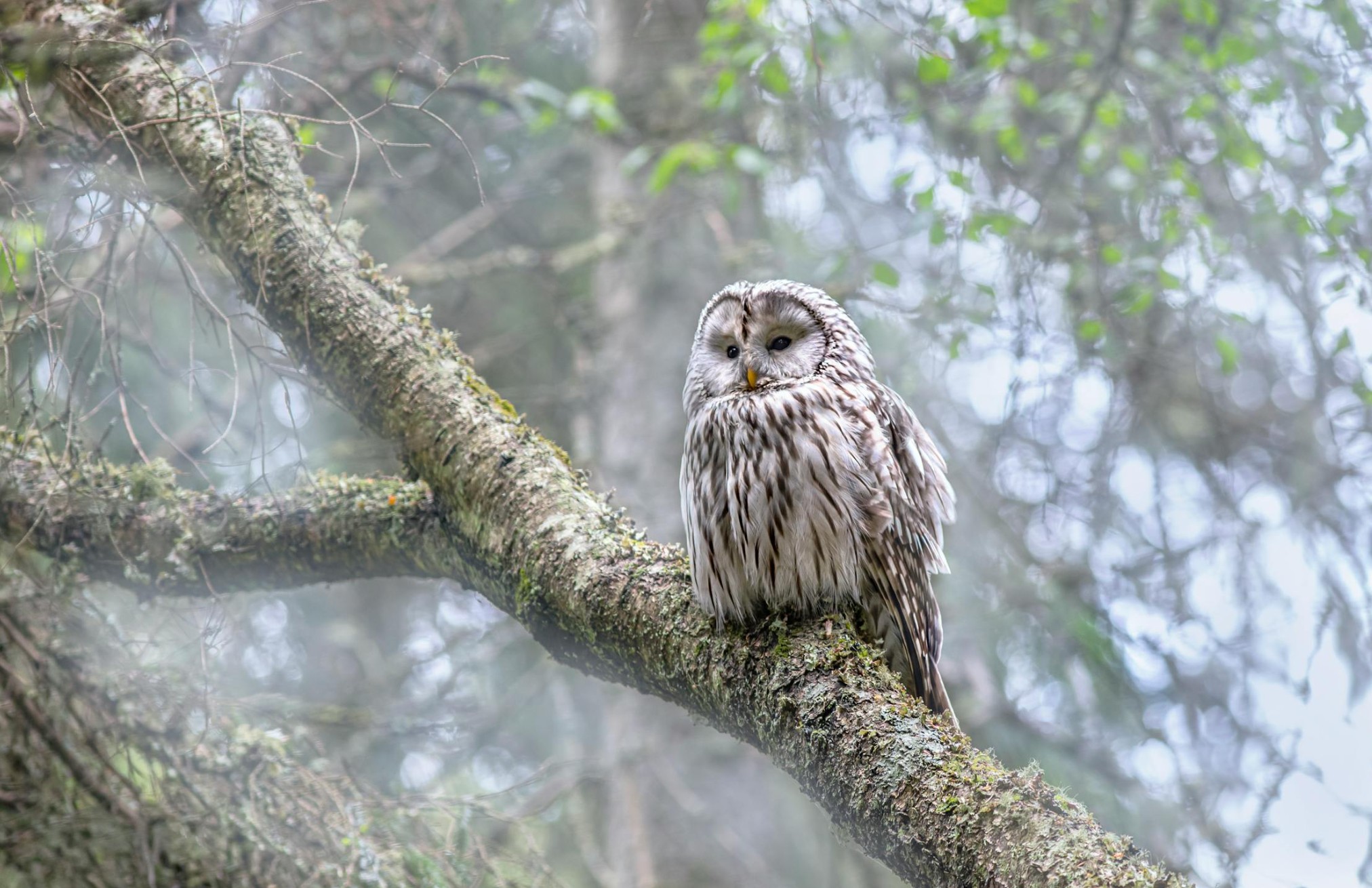 Ural Owl