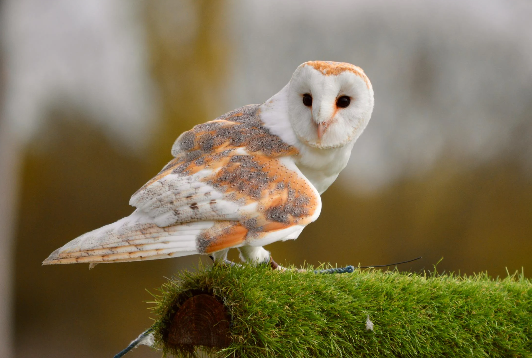 Western Barn Owl photo 1 of 5